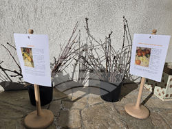 Село Орешак - форум - стари овощни сортове