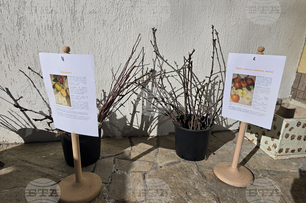 Село Орешак - форум - стари овощни сортове