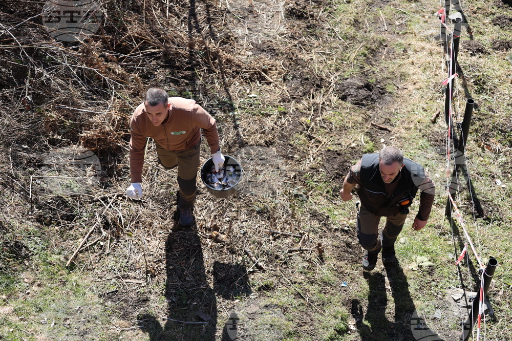 Парк за мечки Белица - мечки - освобождаване от затворени заграждения