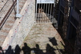 Парк за мечки Белица - мечки - освобождаване от затворени заграждения