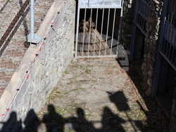 Парк за мечки Белица - мечки - освобождаване от затворени заграждения