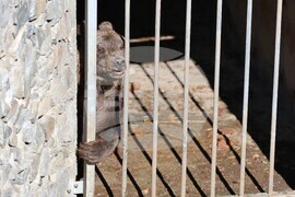 Парк за мечки Белица - мечки - освобождаване от затворени заграждения