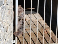 Парк за мечки Белица - мечки - освобождаване от затворени заграждения