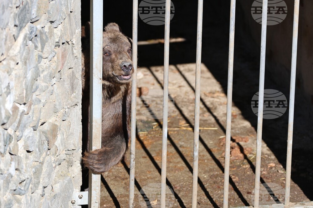 Парк за мечки Белица - мечки - освобождаване от затворени заграждения