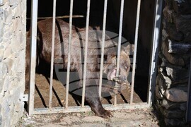 Парк за мечки Белица - мечки - освобождаване от затворени заграждения