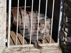 Парк за мечки Белица - мечки - освобождаване от затворени заграждения