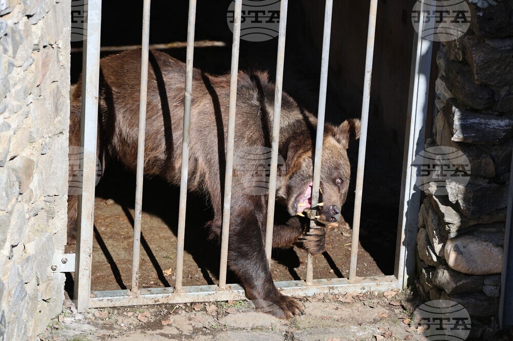 Парк за мечки Белица - мечки - освобождаване от затворени заграждения