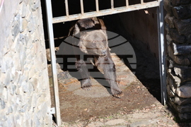 Парк за мечки Белица - мечки - освобождаване от затворени заграждения