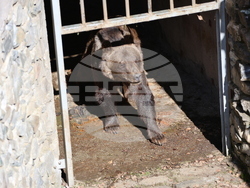Парк за мечки Белица - мечки - освобождаване от затворени заграждения
