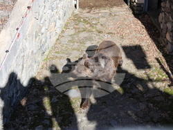 Парк за мечки Белица - мечки - освобождаване от затворени заграждения