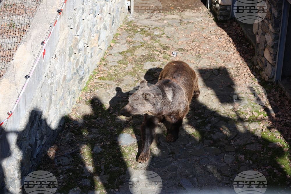 Парк за мечки Белица - мечки - освобождаване от затворени заграждения