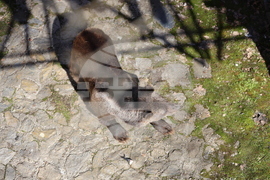 Парк за мечки Белица - мечки - освобождаване от затворени заграждения