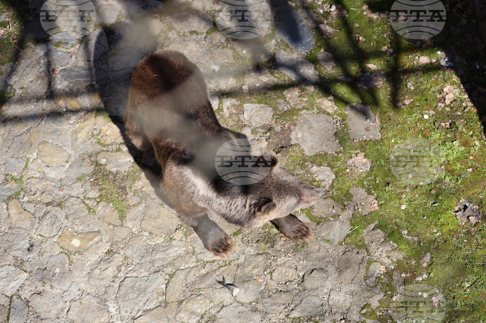 Парк за мечки Белица - мечки - освобождаване от затворени заграждения