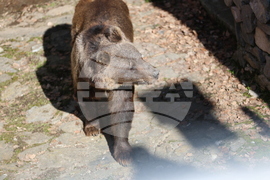 Парк за мечки Белица - мечки - освобождаване от затворени заграждения