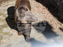 Парк за мечки Белица - мечки - освобождаване от затворени заграждения