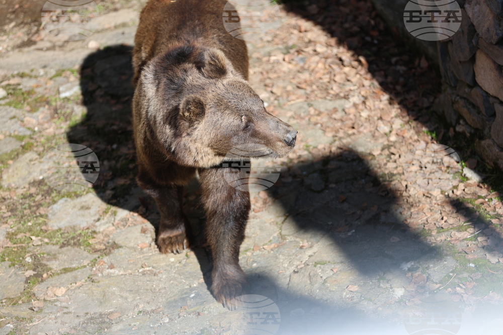 Парк за мечки Белица - мечки - освобождаване от затворени заграждения