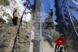 Парк за мечки Белица - мечки - освобождаване от затворени заграждения