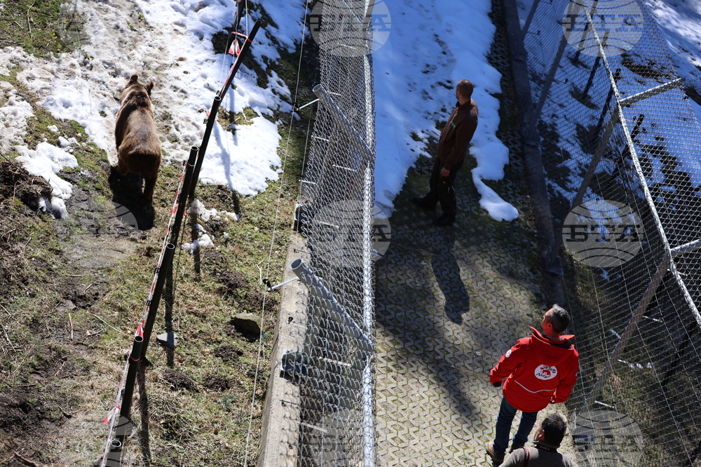 Парк за мечки Белица - мечки - освобождаване от затворени заграждения
