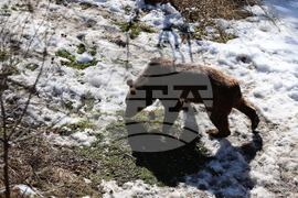 Парк за мечки Белица - мечки - освобождаване от затворени заграждения