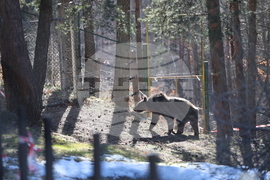 Парк за мечки Белица - мечки - освобождаване от затворени заграждения