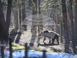 Парк за мечки Белица - мечки - освобождаване от затворени заграждения