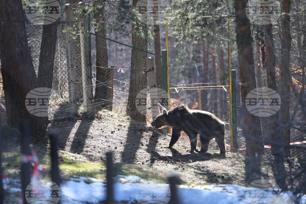 Парк за мечки Белица - мечки - освобождаване от затворени заграждения