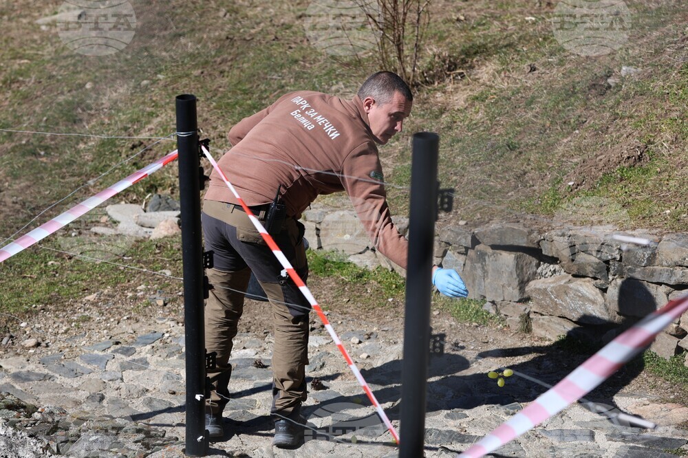 Парк за мечки Белица - мечки - освобождаване от затворени заграждения