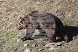 Парк за мечки Белица - мечки - освобождаване от затворени заграждения