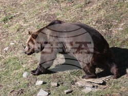 Парк за мечки Белица - мечки - освобождаване от затворени заграждения