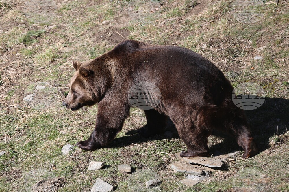 Парк за мечки Белица - мечки - освобождаване от затворени заграждения