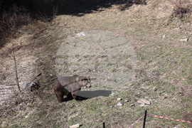 Парк за мечки Белица - мечки - освобождаване от затворени заграждения