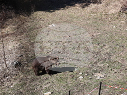 Парк за мечки Белица - мечки - освобождаване от затворени заграждения