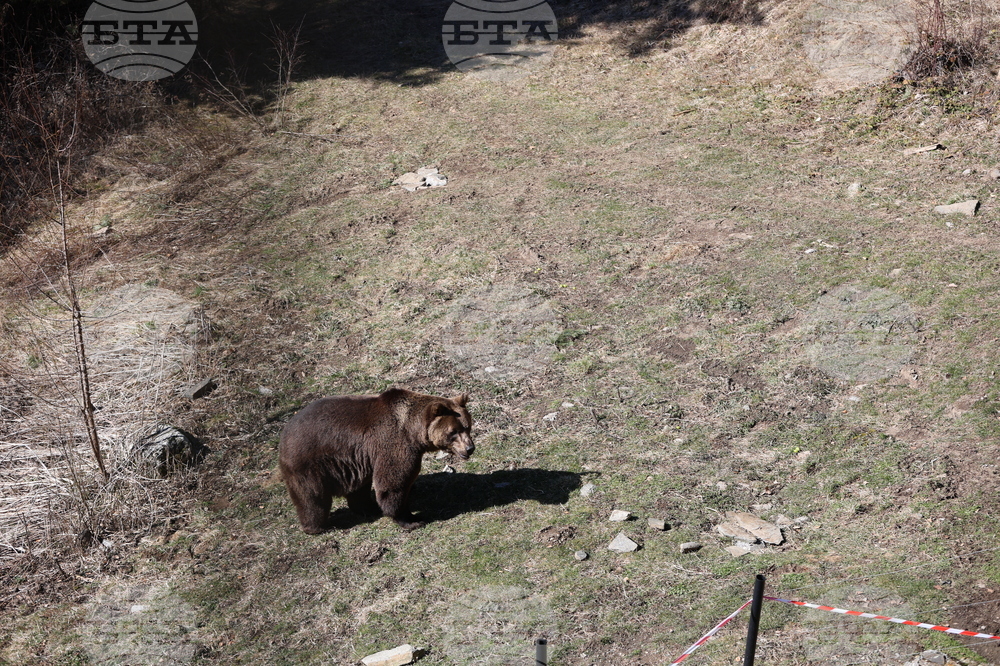 Парк за мечки Белица - мечки - освобождаване от затворени заграждения