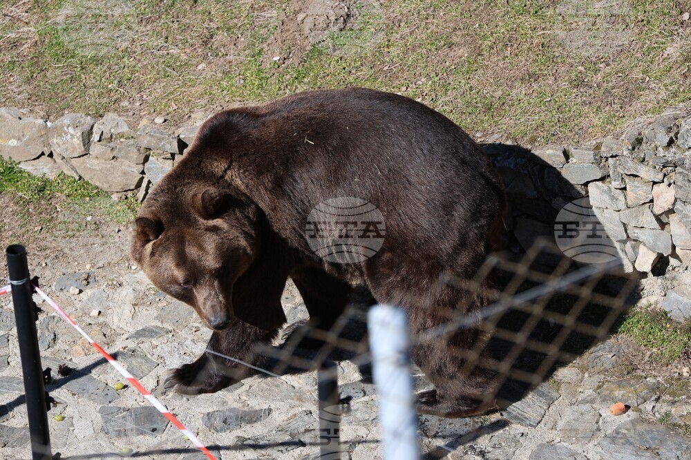 Парк за мечки Белица - мечки - освобождаване от затворени заграждения
