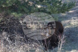 Парк за мечки Белица - мечки - освобождаване от затворени заграждения