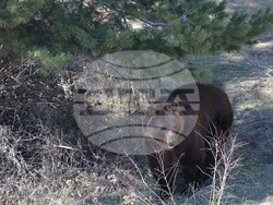 Парк за мечки Белица - мечки - освобождаване от затворени заграждения