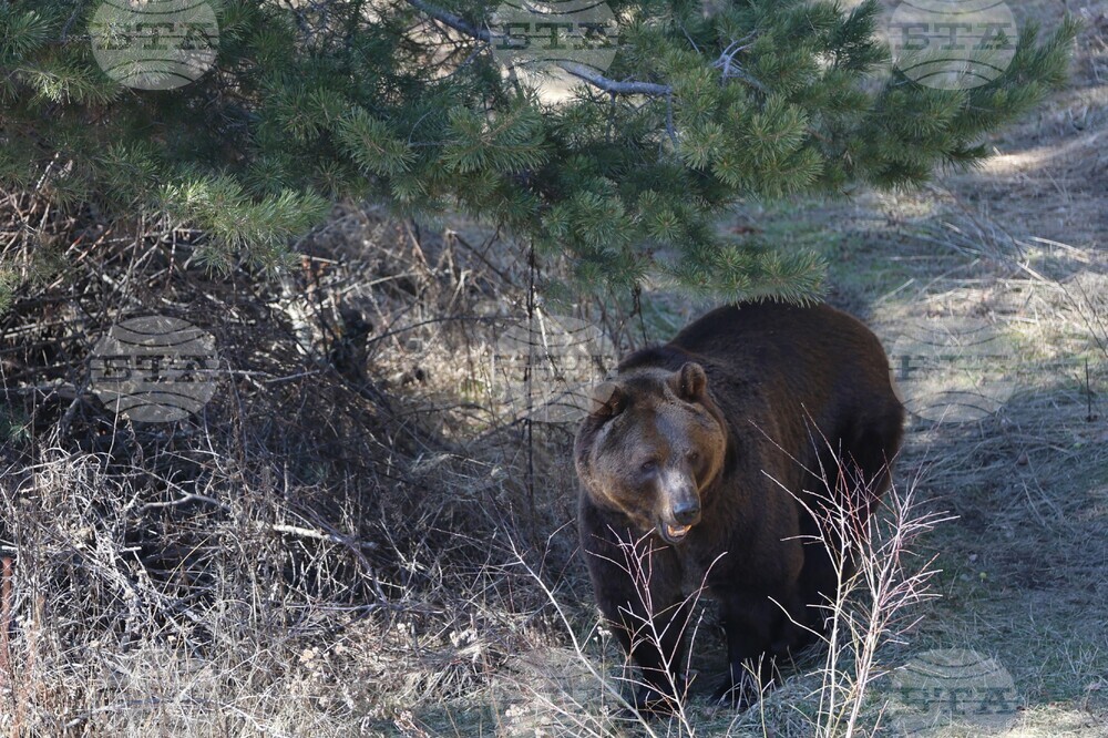 Парк за мечки Белица - мечки - освобождаване от затворени заграждения