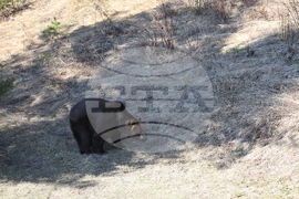 Парк за мечки Белица - мечки - освобождаване от затворени заграждения