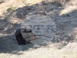 Парк за мечки Белица - мечки - освобождаване от затворени заграждения