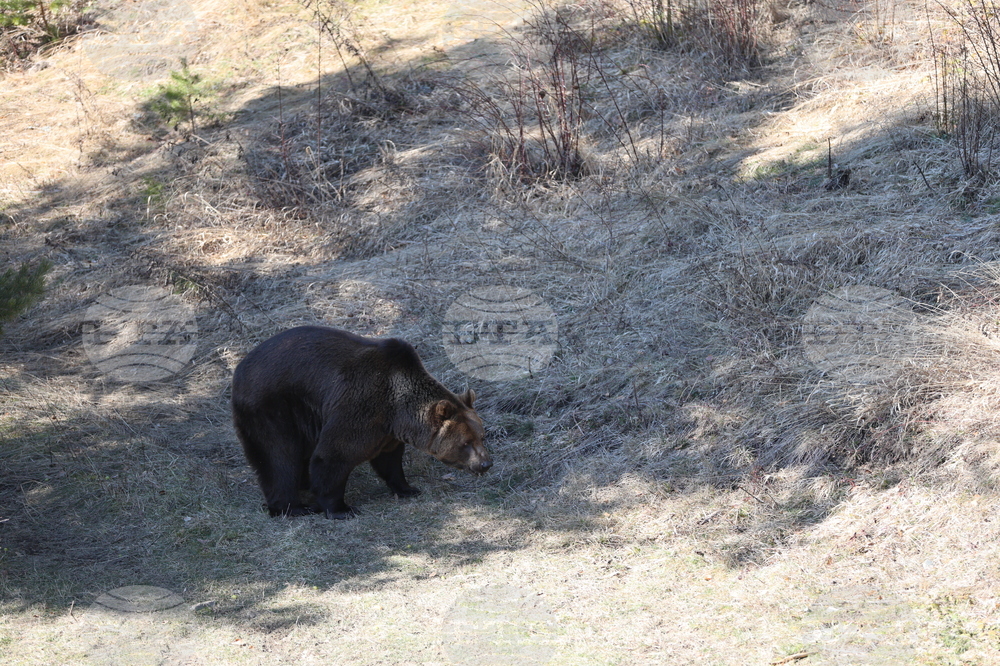 Парк за мечки Белица - мечки - освобождаване от затворени заграждения