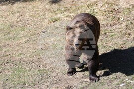 Парк за мечки Белица - мечки - освобождаване от затворени заграждения