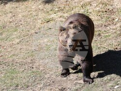 Парк за мечки Белица - мечки - освобождаване от затворени заграждения