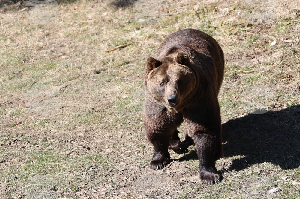 Парк за мечки Белица - мечки - освобождаване от затворени заграждения
