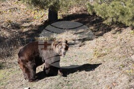 Парк за мечки Белица - мечки - освобождаване от затворени заграждения