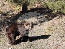 Парк за мечки Белица - мечки - освобождаване от затворени заграждения