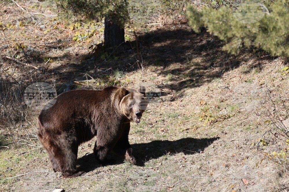Парк за мечки Белица - мечки - освобождаване от затворени заграждения
