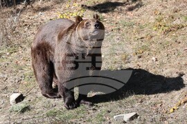 Парк за мечки Белица - мечки - освобождаване от затворени заграждения