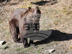 Парк за мечки Белица - мечки - освобождаване от затворени заграждения