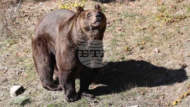 Bear Sanctuary in Belitsa Reopens to Visitors on April 1