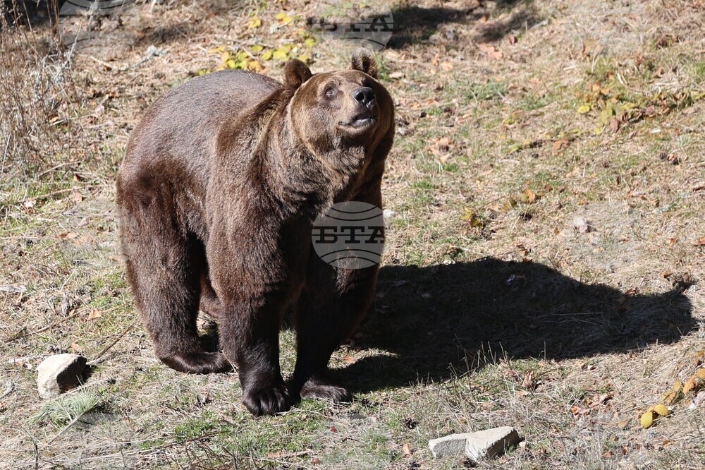Bear Sanctuary in Belitsa Reopens to Visitors on April 1